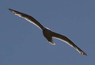Harassment Warnings or Police Information Notices - A seagull swooping in